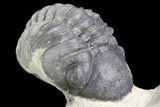 Crotalocephalina & Reedops Trilobites - (Special Price) #75775-13